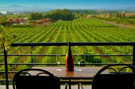Sula Vineyards