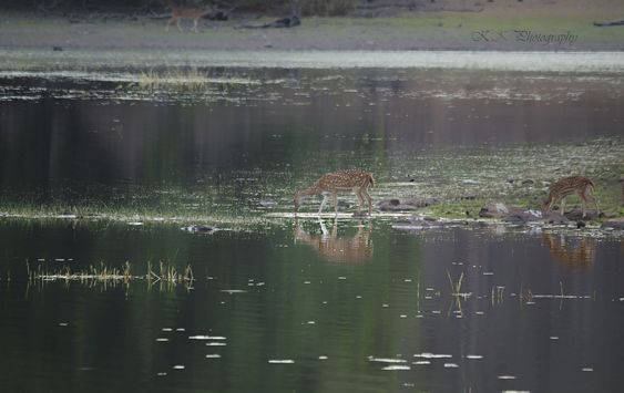 Tadoba Lake