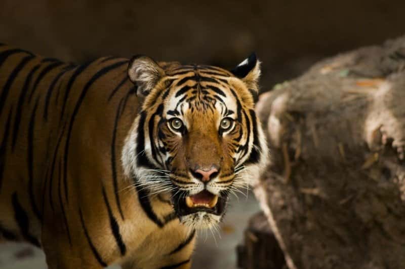 Tadoba - places to visit in Tadoba
