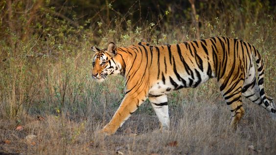 Tadoba Andhari Tiger Reserve