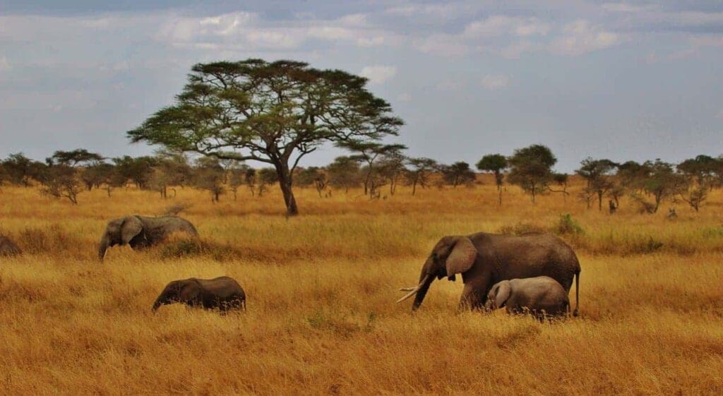 Tanzania - places to visit in Tanzania