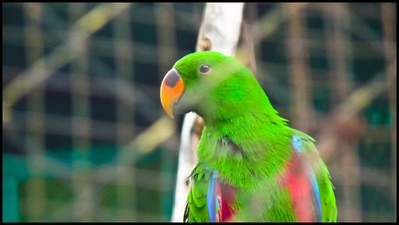 Thiruvananthapuram Zoo