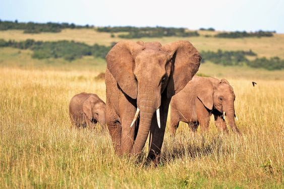 Tsavo East National Park