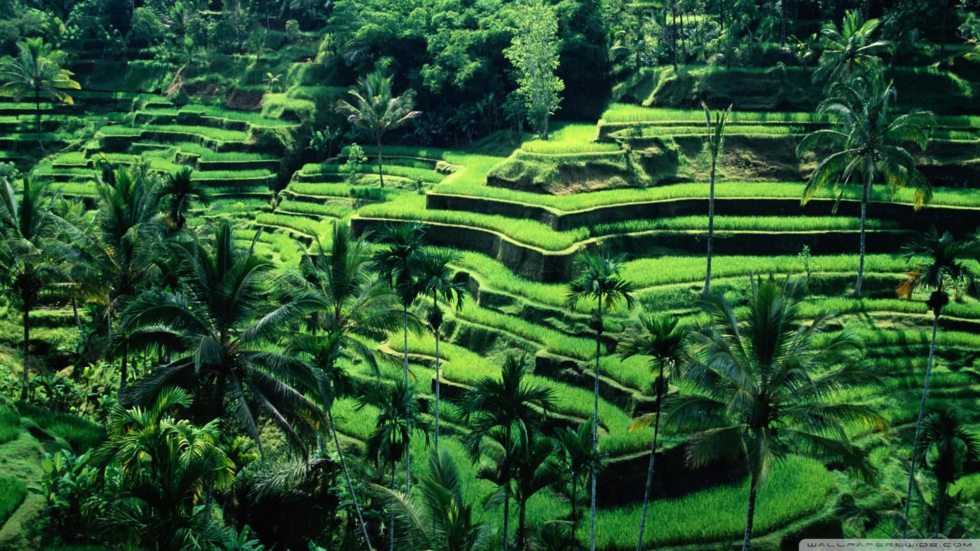 Ubud - places to visit in Ubud