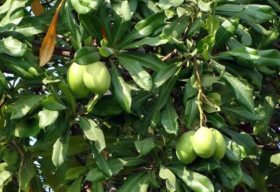 Vrindavan Farm