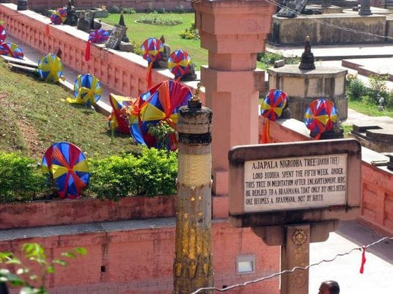 Ajapala Nigrodha Tree