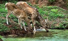 Assam State Zoo cum Botanical Garden
