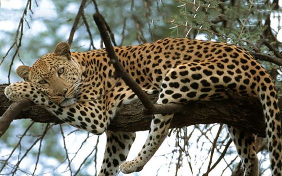 Barda Hills Wildlife Sanctuary