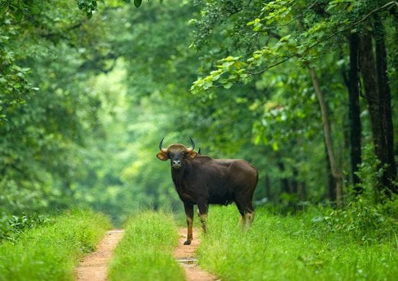 Barnawapara Wildlife Sanctuary