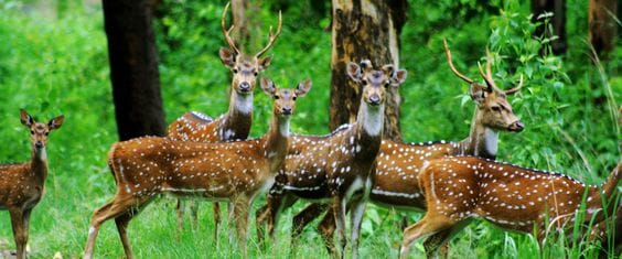 Barnawapara Wildlife Sanctuary