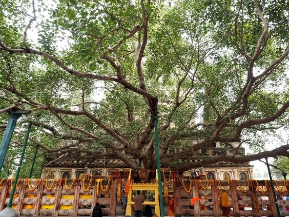 Bodhi Tree