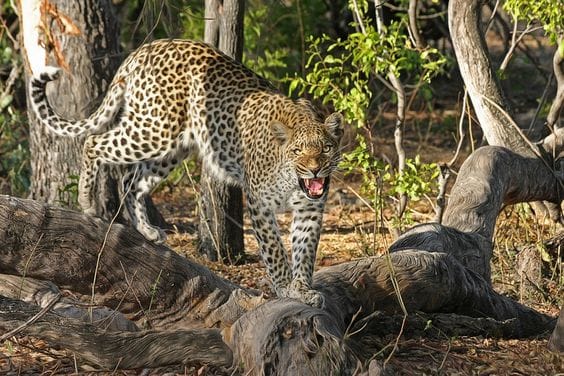 Bura Chapori Wildlife Sanctuary