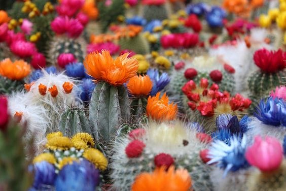 Cactus Garden
