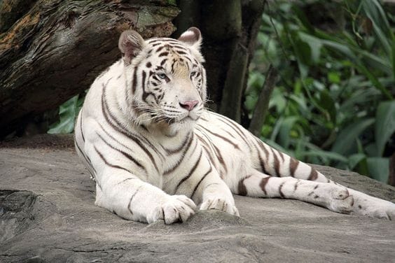 Chatt Bir Zoo