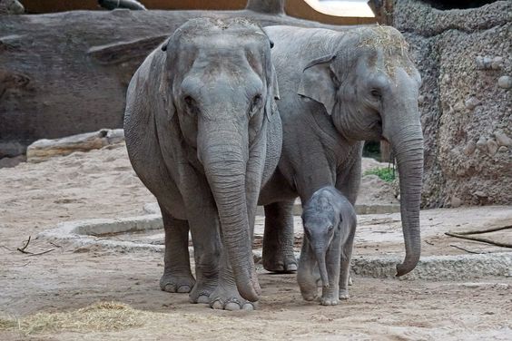 Chhatbir Zoo