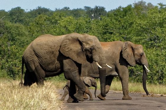 Dalma Wildlife Sanctuary
