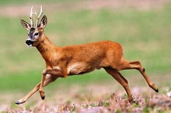 Daying Ering Wildlife Sanctuary