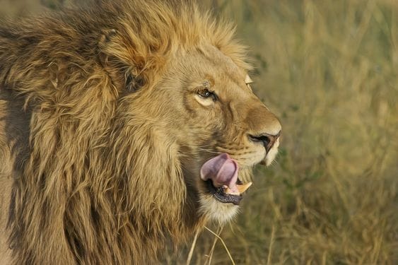 Gir Forest National Park