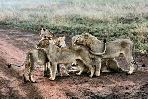 Gir National Park