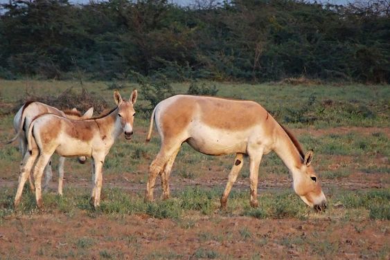Indian Wild Ass Sanctuary