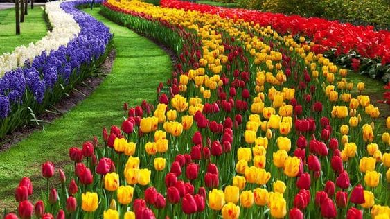 Indira Gandhi Memorial Tulip Garden