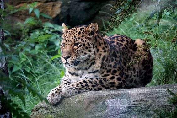 Itanagar Wildlife Sanctuary