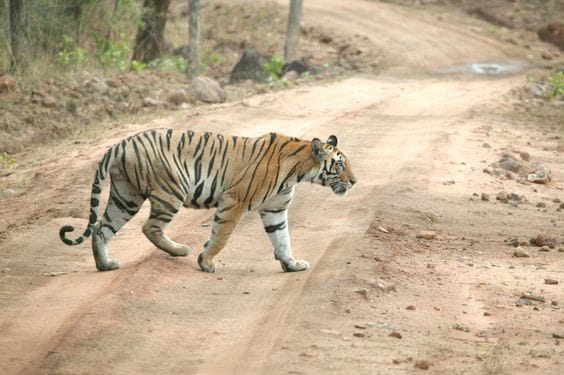 Kanger Ghati National Park