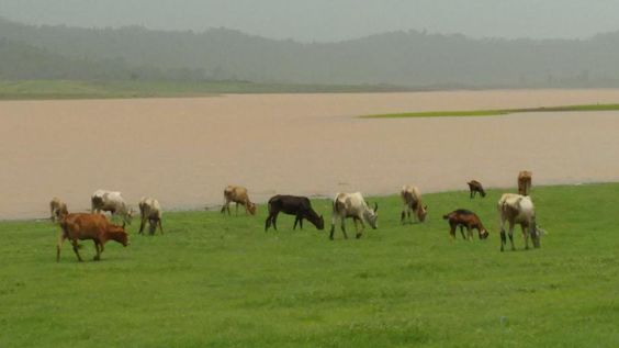 Kauncha