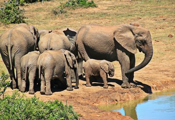 Kaundinya Wildlife Sanctuary