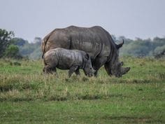 Kaziranga National Park