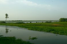 Kolleru Lake