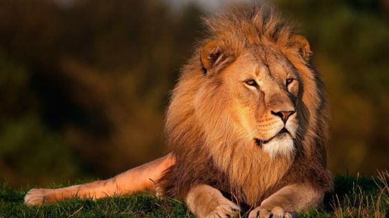Lion Safari Wildlife Park