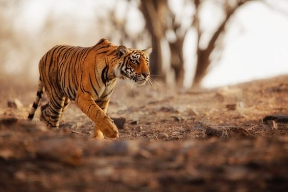 Mehao Wildlife Sanctuary