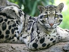 Mehao Wildlife Sanctuary