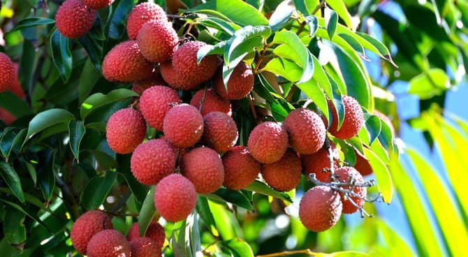 Muzaffarpur - places, sights, best time to visit