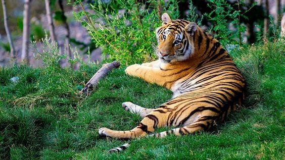 Namdapha National Park