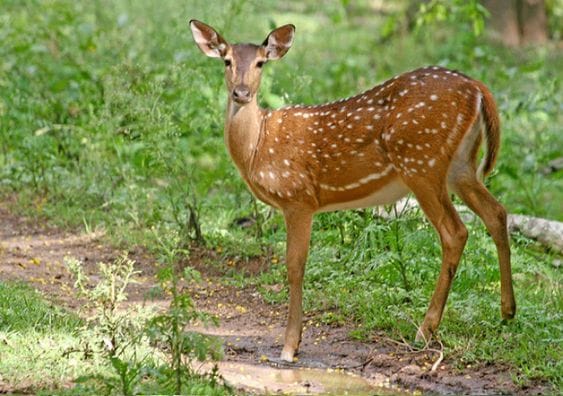 Nameri Wildlife Sanctuary