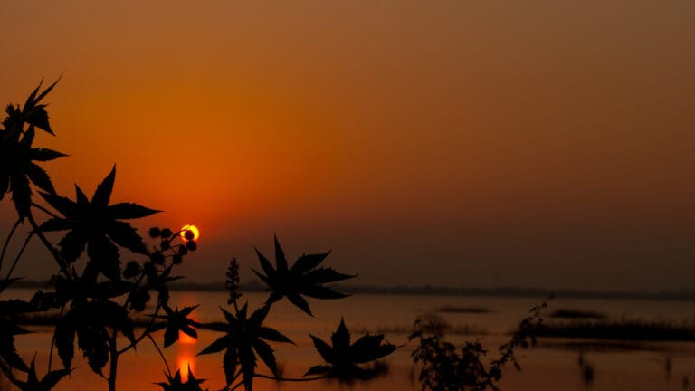 Nellore