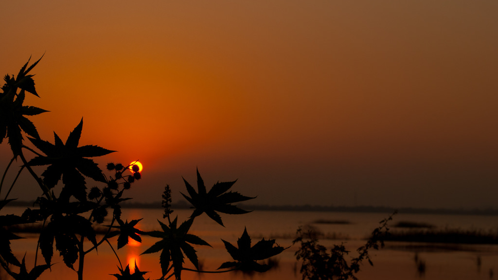 Nellore