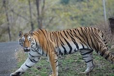 Pakhui Wildlife Sanctuary