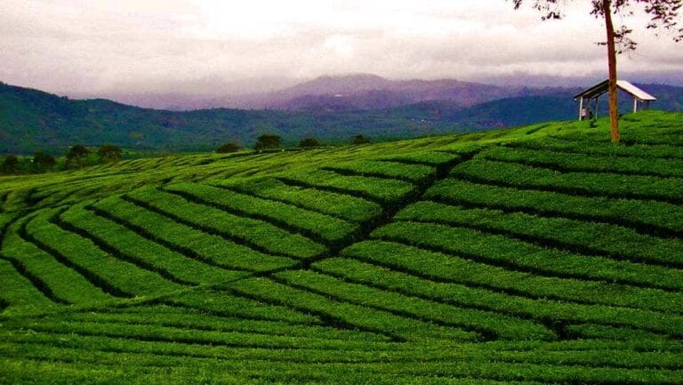 Palampur - places, sights, best time to visit