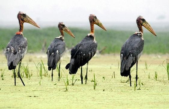 Pani Dihing Wildlife Sanctuary