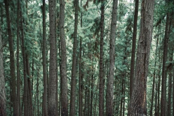 Pine Groove