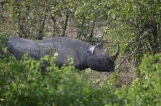 Pobitora Wildlife Sanctuary