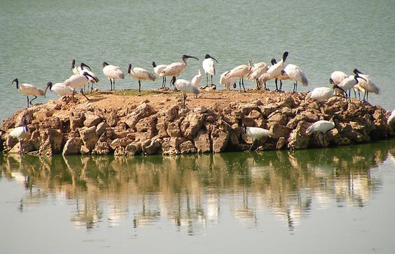Porbandar Bird Sanctuary