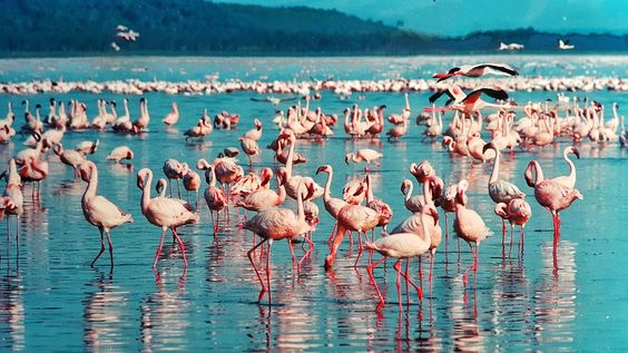 Pulicat Lake