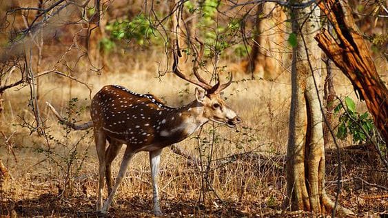 Sanjay National Park