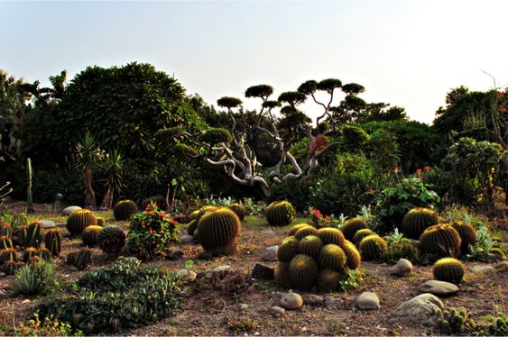 Sarkaria Cactus Garden