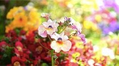 Sessa Orchid Sanctuary
