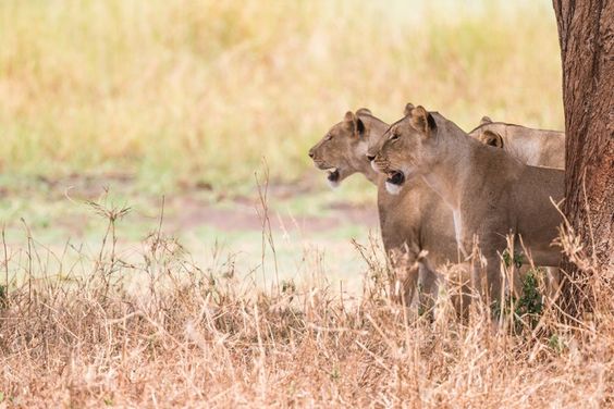 Silvassa Vasona Lion Safari